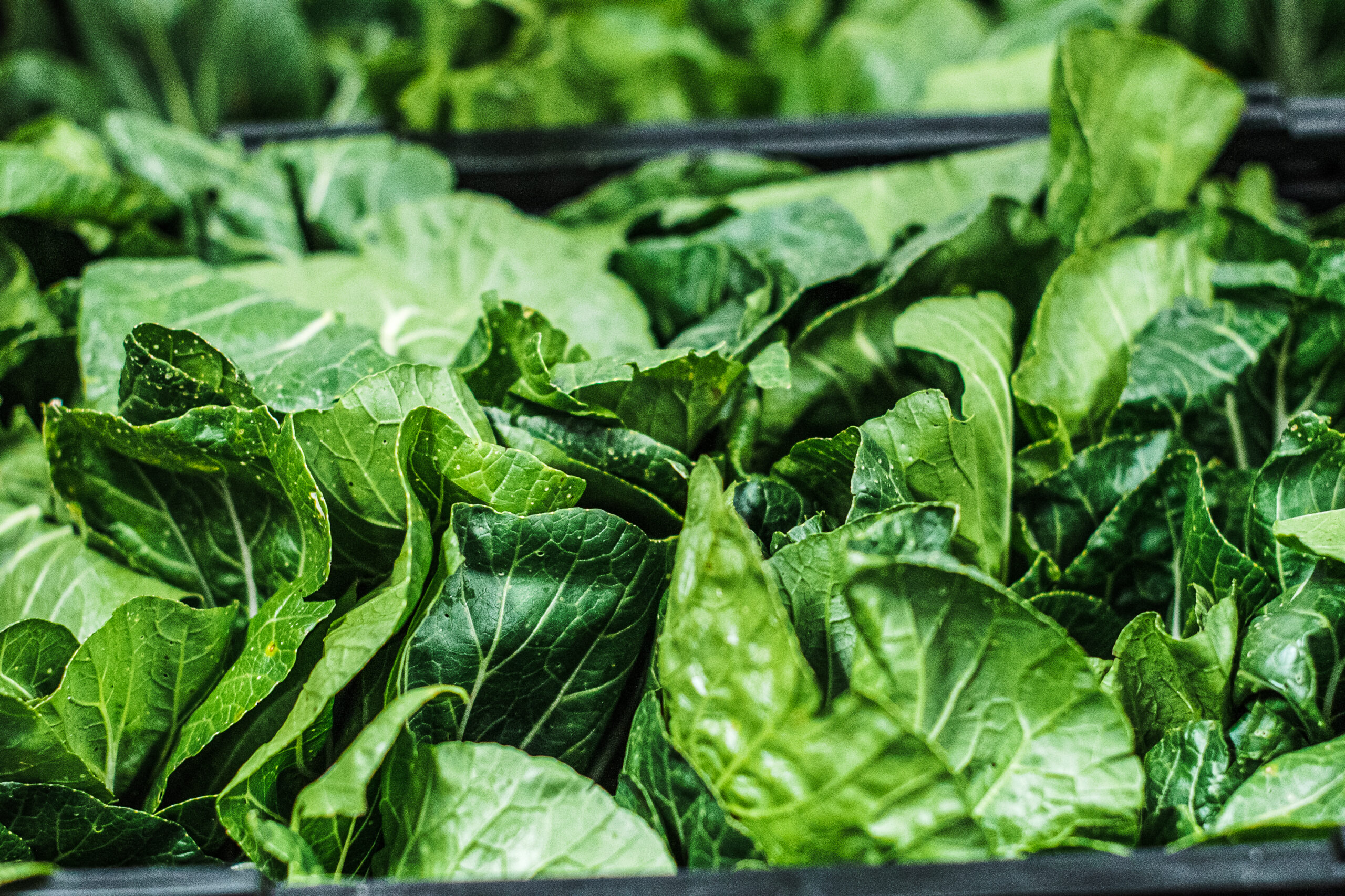 Loves and Fishes June 23-26