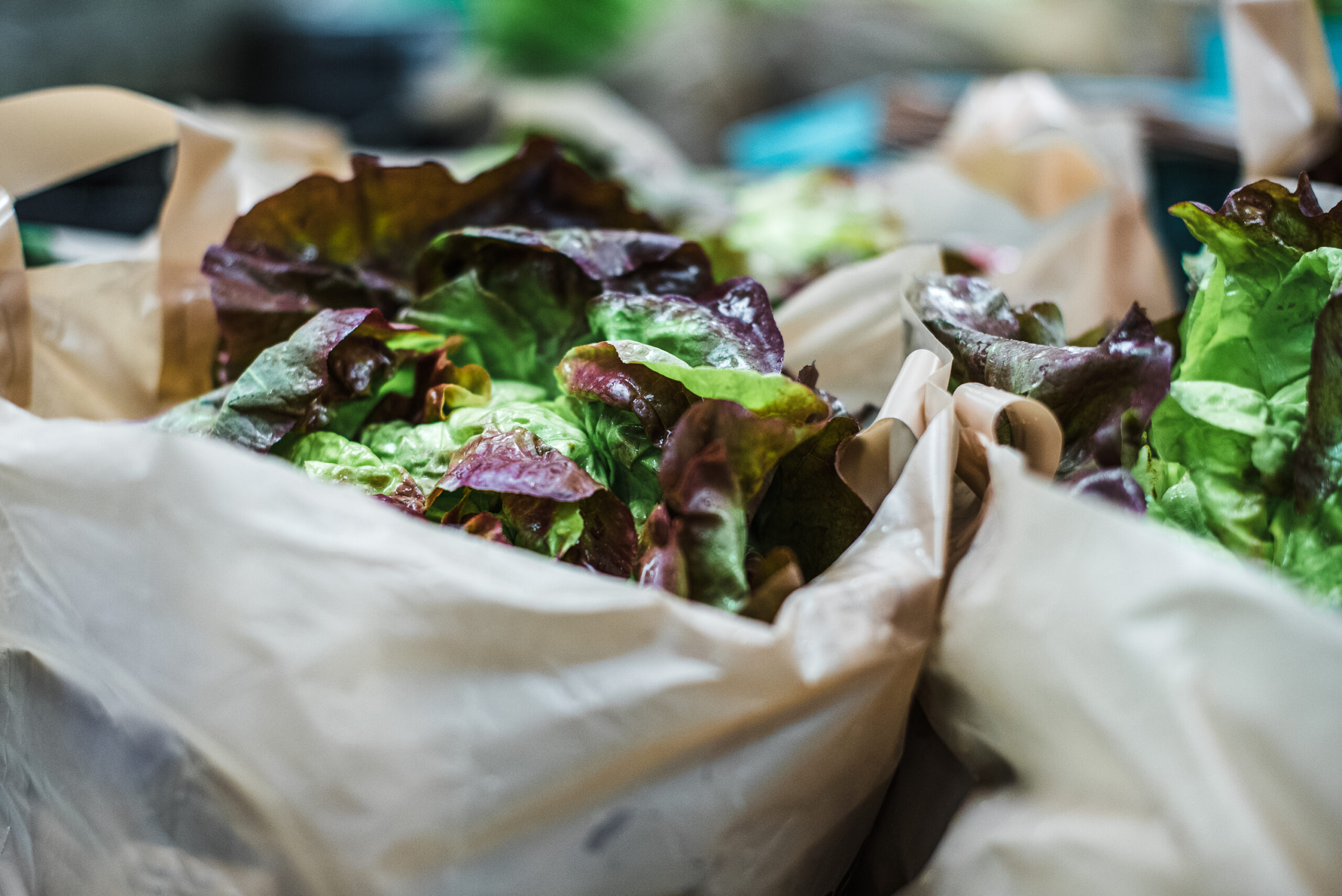 Loves and Fishes June 23-6